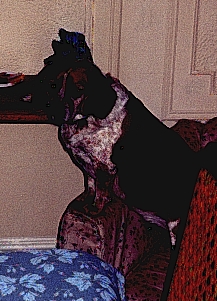 Lady